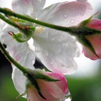 3104_6337 Hamburg im Frühling - Apfelblüte; Wassertropfen auf einer Blütenknospe. | 